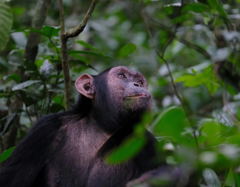 5 Days Uganda Primate Tracking Safari