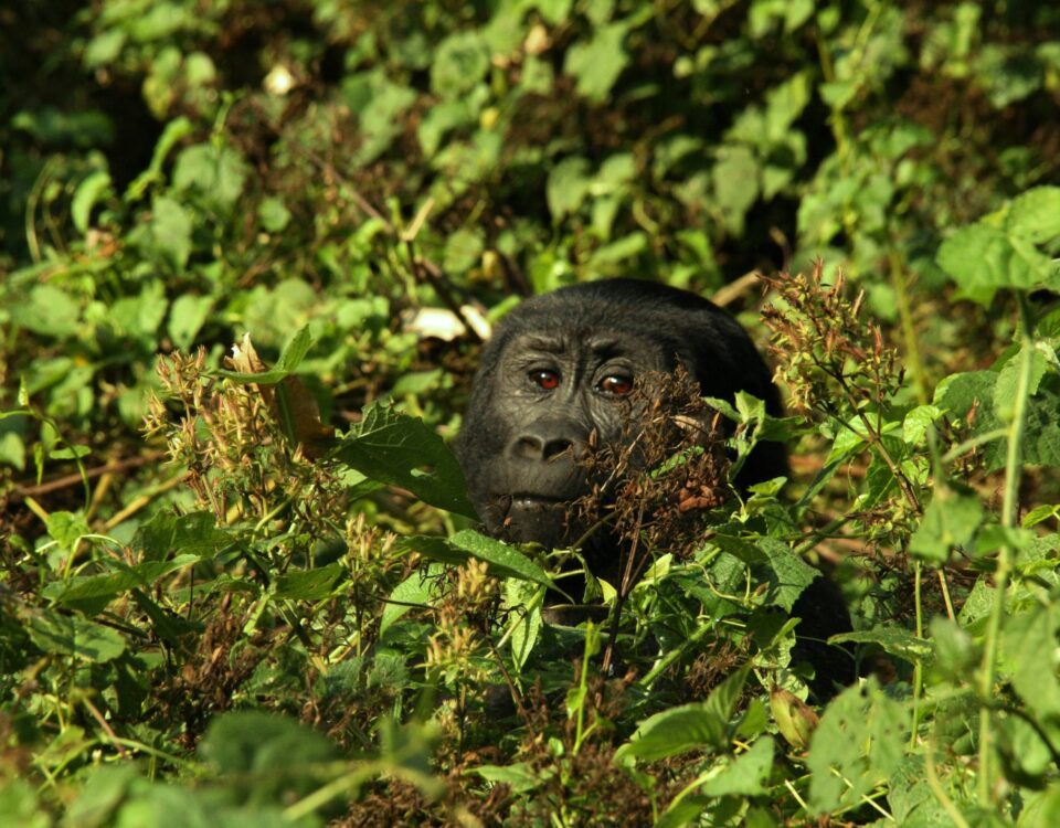 5 Days Uganda Primate Habituation Safari