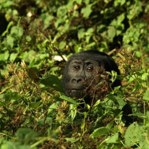 5 Days Uganda Primate Habituation Safari 5 Days Uganda Primate Habituation Safari