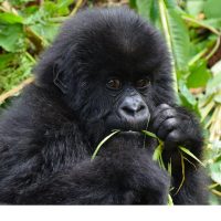 explore bwindi forest