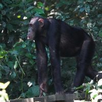 Kibale National Park